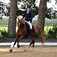 DSP Høj’s Carola (cola)