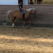 Palomino Golden Dancer (Gule)