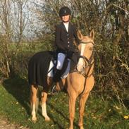 Palomino Golden Dancer (Gule)