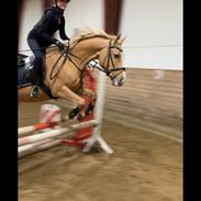 Palomino Golden Dancer (Gule)