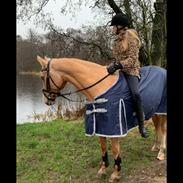 Palomino Golden Dancer (Gule)