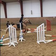 Palomino Golden Dancer (Gule)