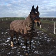 Welsh Cob (sec D) Mailunds abigail
