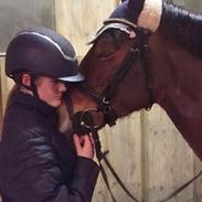 Welsh Cob (sec D) Mailunds abigail