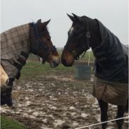 Welsh Cob (sec D) Mailunds abigail