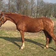 Welsh Partbred (Sec F) Stensgårds Dancing Chivas