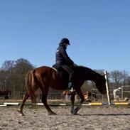 Welsh Partbred (Sec F) Stensgårds Dancing Chivas