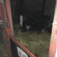 Irish Cob Toby