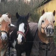 Irish Cob Toby