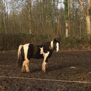 Irish Cob Toby