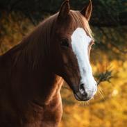 Anden særlig race Schato 