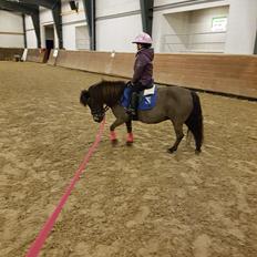 Shetlænder Skovlundens lea