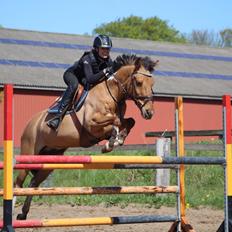 Anden særlig race Bøgelunds O'Conner