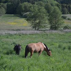 Anden særlig race Bøgelunds O'Conner