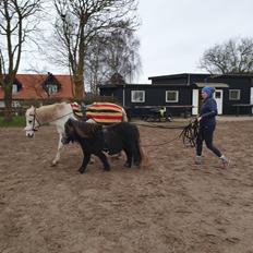 Shetlænder Engholms Enzo