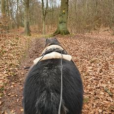 Shetlænder Engholms Enzo