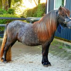 Shetlænder Engholms Enzo