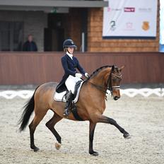Dansk Varmblod Fældgårdens Dia-Lou