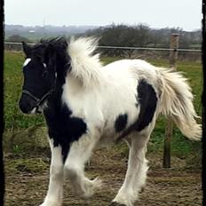 Anden særlig race Kiara