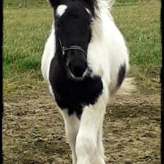 Anden særlig race Kiara