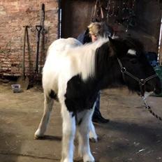 Anden særlig race Kiara