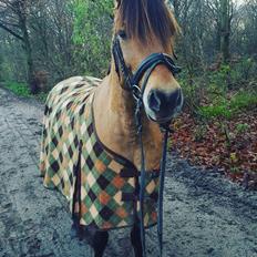 Anden særlig race Talon Memphis AKA. Mems<3