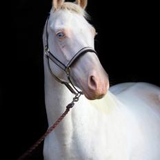 Palomino Lysgaards vanilla sky