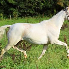 Palomino Lysgaards vanilla sky