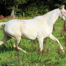 Palomino Lysgaards vanilla sky