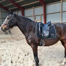 Dansk Varmblod Rosette 