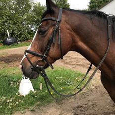 Dansk Varmblod Rosette 