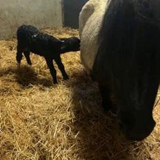 Shetlænder Veldt's Hope of Dreams 