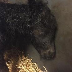 Shetlænder Veldt's Hope of Dreams 