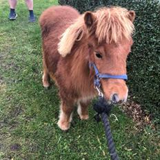 Shetlænder Skovbrynets hügo