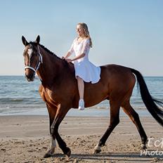 Trakehner Mølholm Eskobar 