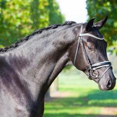 Tysk Oldenburger Asgard's Alibaba