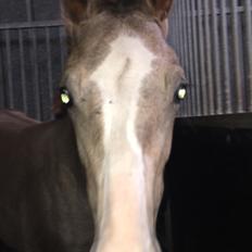 Hollandsk Varmblod Mr. HotchiPotschi