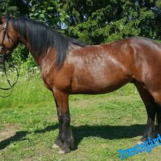 Barockpferd Præstegårds Zeus