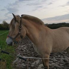 Fjordhest Filsø Ø Gilbert