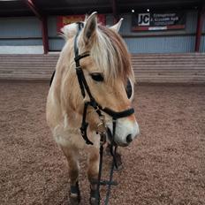 Fjordhest Filsø Ø Gilbert