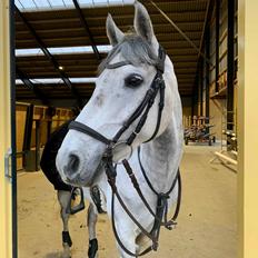 Tysk Sportspony Prince Vincent