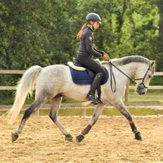 Tysk Sportspony Prince Vincent