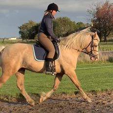 Welsh Cob (sec D) Melanders Will Turner  * Avlshingst*