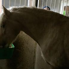 Welsh Cob (sec D) Melanders Will Turner  * Avlshingst*