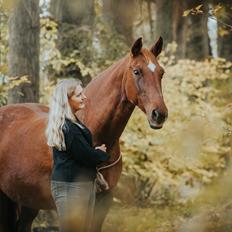 Dansk Varmblod Højbos Kia-Ora 