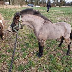 Amerikansk Miniature moutianmedows breakers cuervo gold 