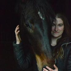 Dansk Varmblod Laetus ziva - SOLGT