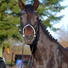 Dansk Varmblod Laetus ziva - SOLGT