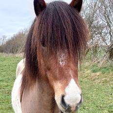 Islænder Kraftur fra Kærgården