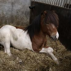 Islænder Kraftur fra Kærgården